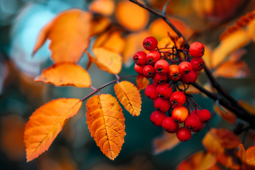 1719455 (a): :3840x2560
